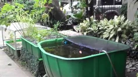 fish   ap system aquaponics philippines