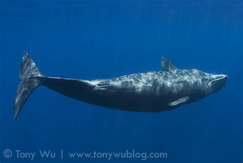 Female Sperm Whale Determining The Sex Of A Sperm Whale
