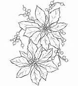 Flower Line Poinsettia Christmas Coloring Kids Domain Public sketch template