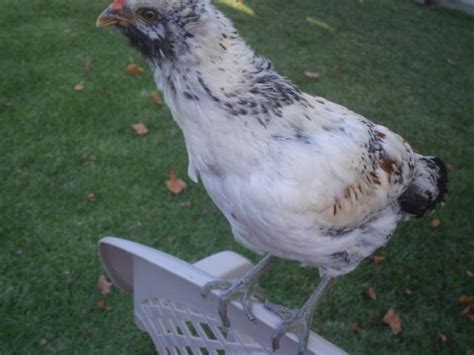 Easter Egger Male Or Female Backyard Chickens