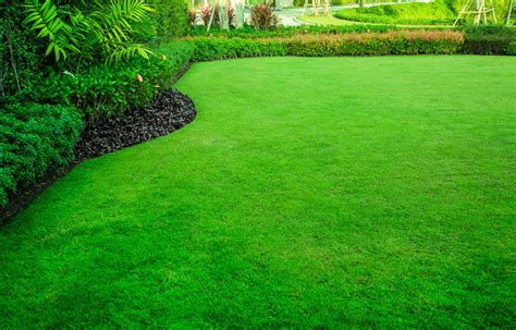maintain  healthy lawn domestications bedding home living