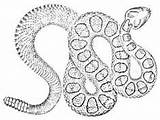 Rattlesnake Snakes Diamondback Coloriage sketch template
