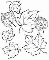 Coloring Leaves Pages Simple Green Botanical Create sketch template