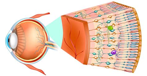 retina conditions hoffman estates retina treatment chicago il