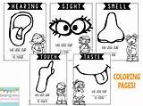 Senses Five Coloringhome Preschoolers sketch template