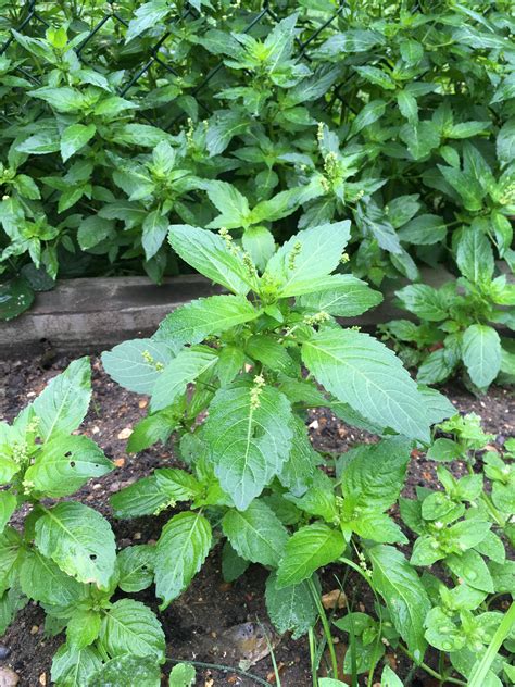 identify  uk weed  invasive gardeninguk