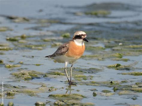 lesser sand plover kuwaitbirdsorg