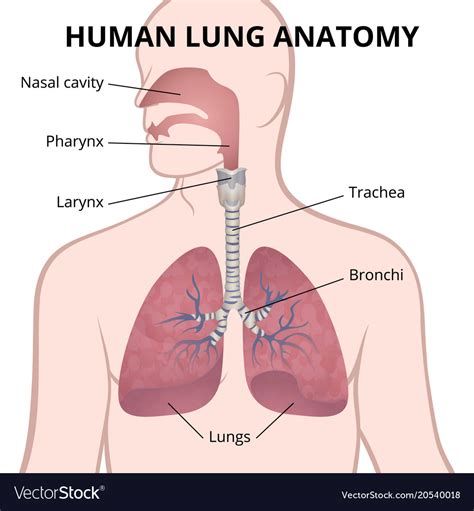 Human Lungs Trachea And Nasopharynx Royalty Free Vector