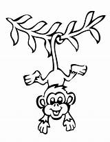 Monkey Hanging Upside Clipart Down Coloring Easy Advertisement Monkeys Colouring sketch template
