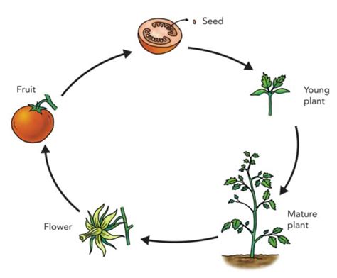 life cycle  plants stages types  facts