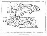 Trout Coloring Fish Rainbow Outline Pages Drawing Printable Color Water Koi Animal Clipart Line Kids Lake Goldfish Wildlife Forelle Getdrawings sketch template