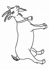 Goat Coloring Pages Cute Parentune Worksheets sketch template