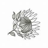 Protea Flower Clipart King Drawing Template Drawings Sketches Clipground Proteas 1000 Secretsof Choose Board Sketch sketch template