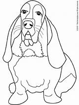 Hound Coloring Pages Basset Beagle Dog Bassett Dogs Book Drawing Coon Printable Color Adults Schnauzer Miniature Books Getcolorings Kids Print sketch template