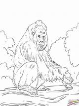 Gorilla Colorear Orangutan Disegno Lowland Llanura Gorila Supercoloring Banane Albero Scimmie Pianura sketch template
