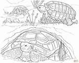 Huevos Tortugas Poniendo Laying Turtles sketch template