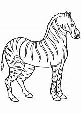Zebra sketch template