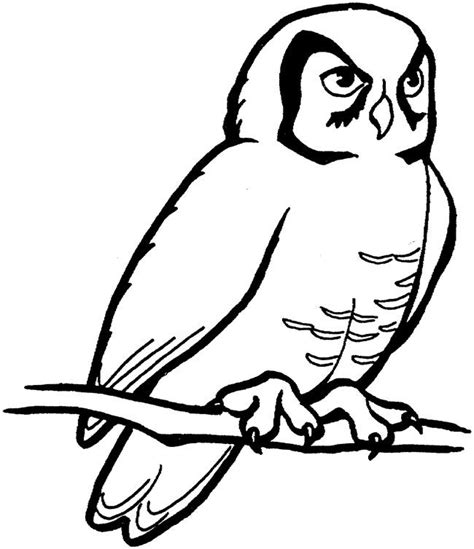 owl template animal templates  premium templates