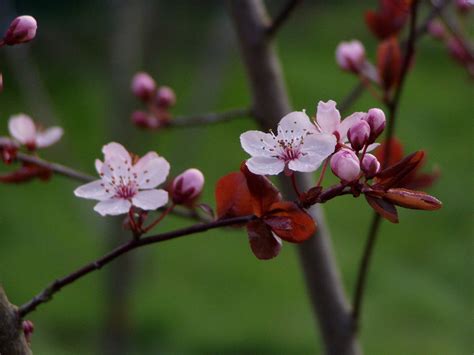 plum blossoms   photo  freeimages