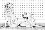 Golden Coloring Dog Pages Two Retreivers Retrievers Breed Labrador Supercoloring sketch template