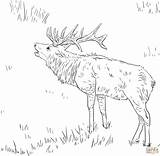 Coloring Elk Pages Bull Rocky Mountain Animals Printable Tule Clipart Book Drawings Dot 71kb 1568 1536px Popular Library sketch template