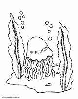 Coloring Pages Animals Ocean Jellyfish Printable Sea sketch template