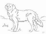 Coloring Retriever Labrador Pages Getcolorings sketch template