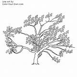 Tree Cherry Coloring Pages Blossum Spring Color Blossoms Flower Musings Inkspired Husband Found Night Last Site Great Adults Index Kids sketch template