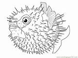 Puffer Fish Coloring Pufferfish Drawing Pages Sketch Fishes Getdrawings Designlooter Drawings Cute Printable Paintingvalley Getcolorings 600px 69kb Color sketch template