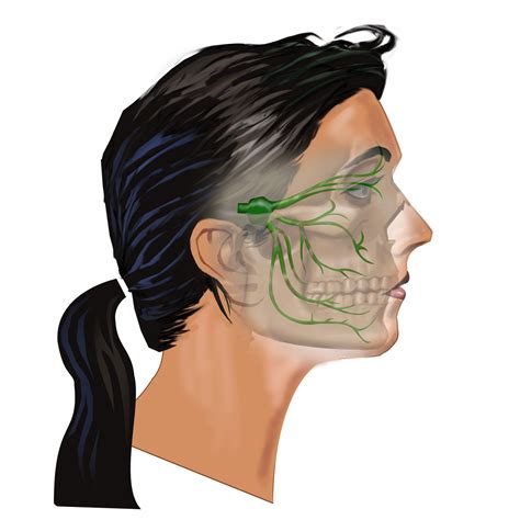 headaches  jaw vagus nerve trigeminal nerve  brain health