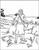Coloring Parable Mustard Seed Pages Sower Lessons sketch template