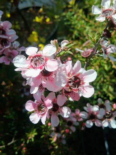 leptospermum pink cascade  mm forestry tube trigg plants