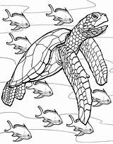 Coloring Turtle Sea Pages Turtles Adults Kids Printable Drawing Adult Fish Sheets Line Realistic Colouring Ocean Rocks Underwater Color Book sketch template