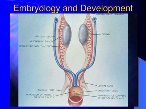 Ppt Mullerian Anomalies By Elizabeth Diaz Powerpoint Presentation