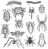Bug Insectos Outlines Swarming Hordes Bordar Poke Bordados Earth sketch template