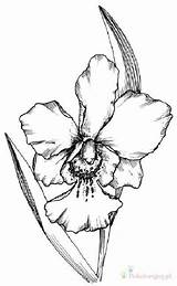 Orchid Kolorowanki Cattleya Storczyki Dla Outlines sketch template