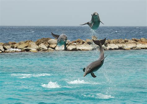 filecuracao sea aquarium dolphin showjpg wikimedia commons