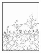Seed Coloring Sprout Seeds Template Sprouting sketch template