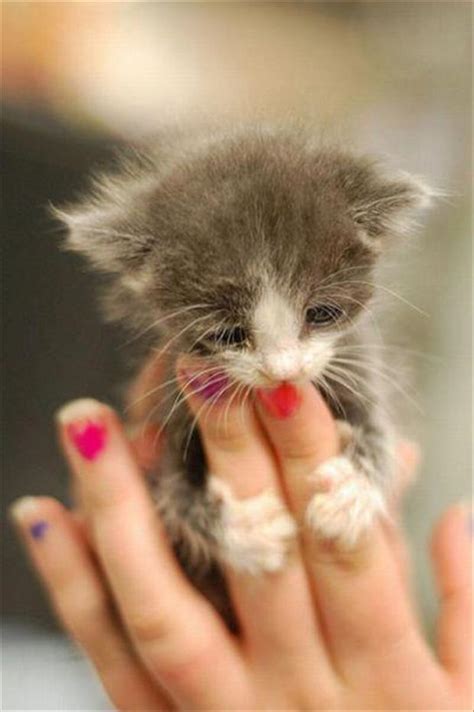 cutest kitten  dump  day