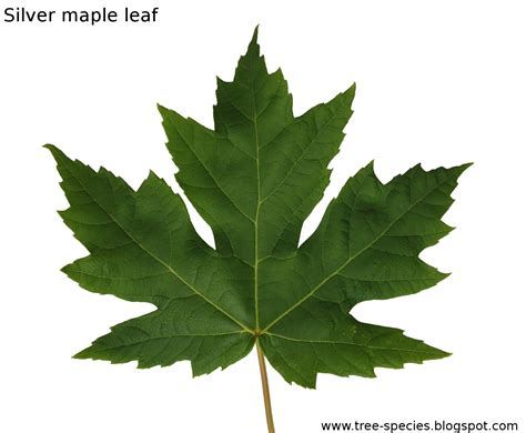 worlds tree species silver maple leaf