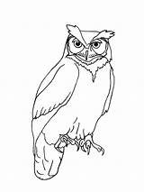 Owl Outline Drawing Line Owls Simple Tattoo Realistic Animal Easy Horned Great Coloring Clipart Drawings Branch Template Cartoon Bird Kids sketch template