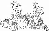 Pumpkin Vine Coloring Drawing Vines Pages Fall Plant Color Pumpkins Sheet Garden Leaf Sheets Halloween Printable Kids Getdrawings Template Autumn sketch template