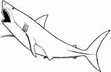 Coloring Pages Shark Great Sharks Hungry Nurse Printable Baby Marine Animals Colouring Drawing Animal Color Nonsensical Getdrawings Clipart Clipartbest Clipartmag sketch template