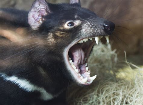 tasmanian devil teeth nathan rupert flickr