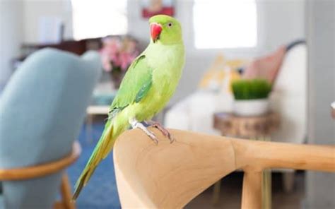 Indian Ringneck Lifespan And What Influences It Psittacology