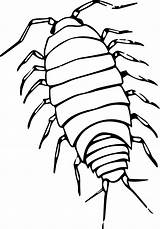 Isopod Clipart Pillbug Svg Insect Sowbug Transparent Bugs Bug Sow Designlooter 84kb Giant Background Clipground Big Drawings Webstockreview 1384 662px sketch template