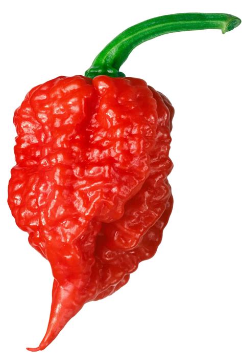 what are the hottest peppers in the world 2022 list chili pepper madness