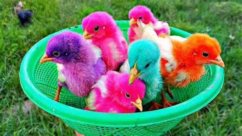 Menangkap Ayam Lucu Ayam Warna Warni Ayam Rainbow Bebek Lucu