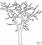 Colorare Arvore Alberi Baum Disegno Ausmalbild Spogli Ausmalbilder Supercoloring Radici Morto Coloriage Morta Pintar Silouette Toter árvore Spoglio Contorno Contorni sketch template