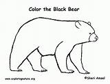 Bear Coloring American Pages Bears Popular Pdf Coloringhome sketch template